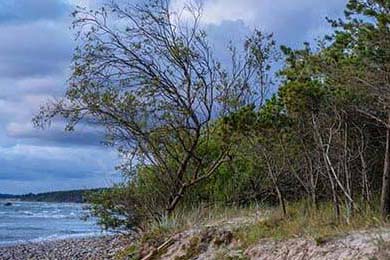 Aster季后赛席位稳固，aster 阵容